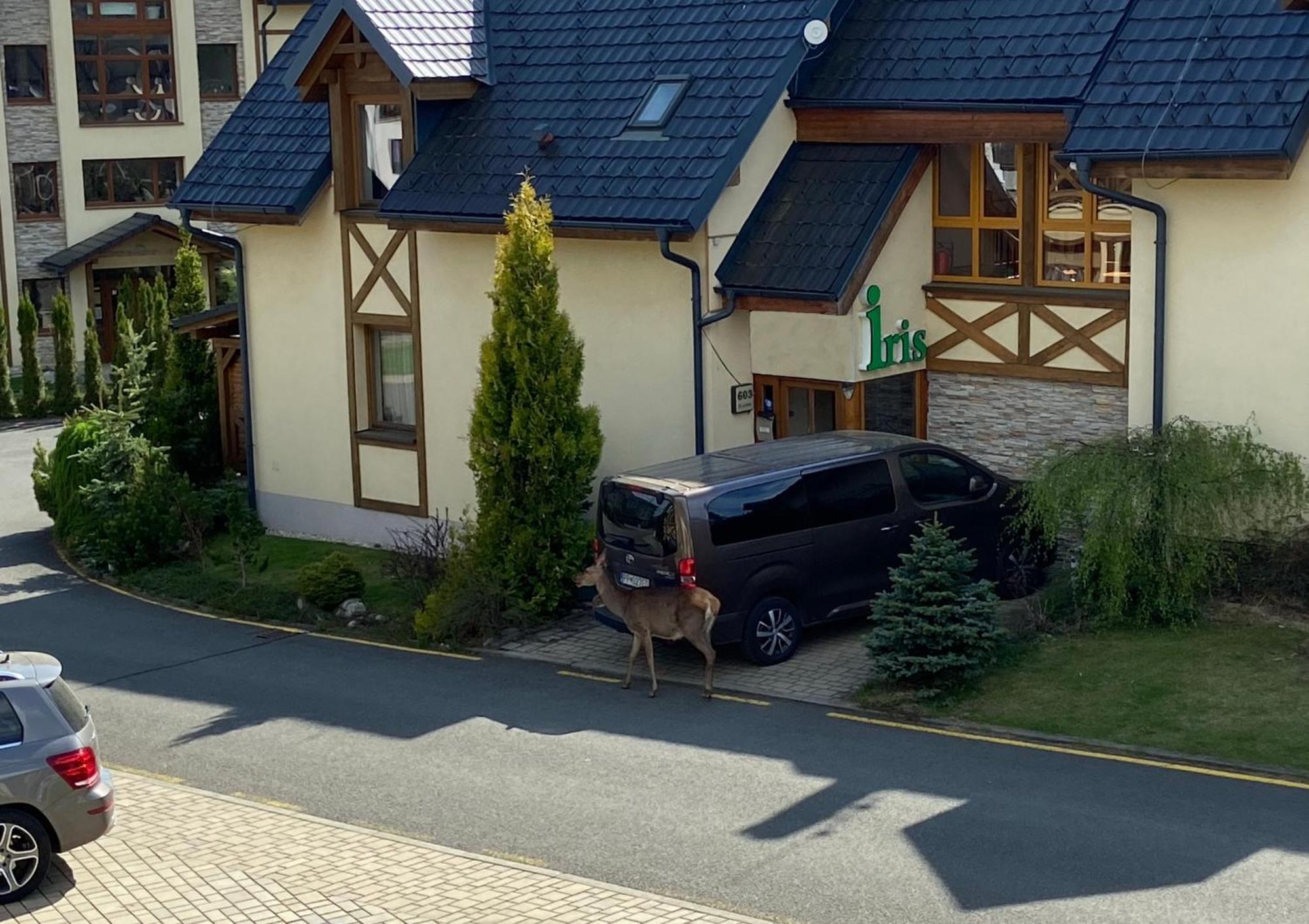 Apartments Iris Стара-Лесна Экстерьер фото